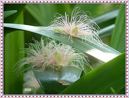 玉蕊科-穗花棋盤腳26.jpg