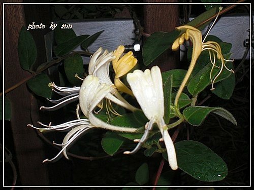 忍冬科-金銀花05.jpg
