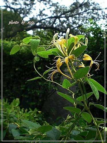 忍冬科-金銀花08.jpg