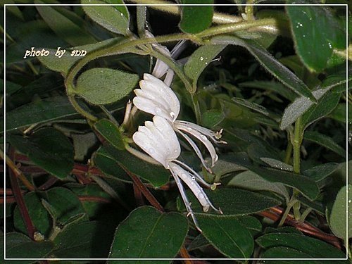 忍冬科-金銀花09.jpg