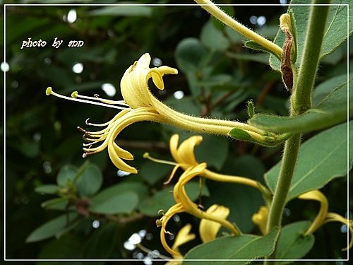 忍冬科-金銀花18.jpg