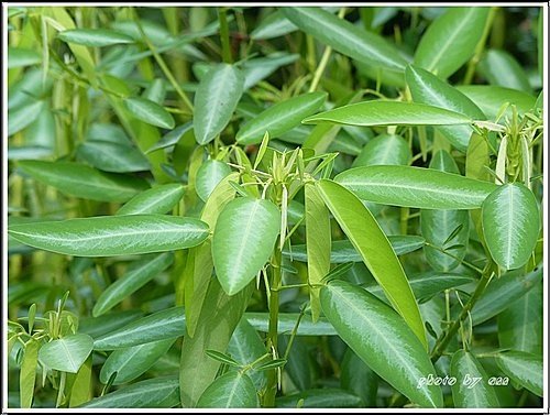 豆科-跳舞草02.jpg