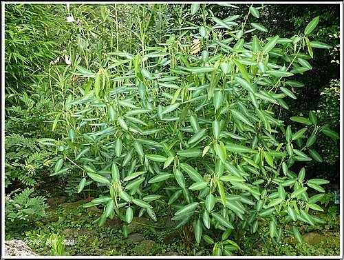 豆科-跳舞草03.jpg