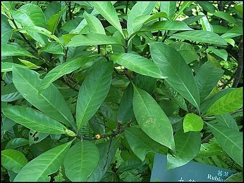 茜草科-九節木14.jpg