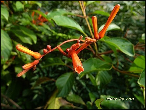 茜草科-醉嬌花05.jpg