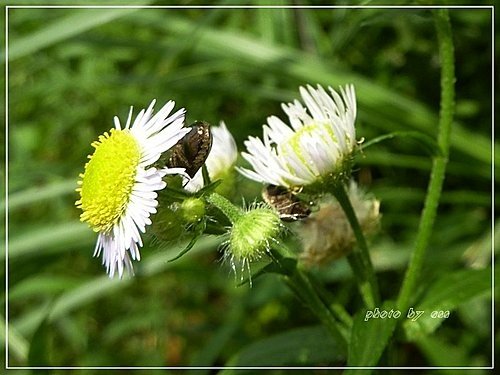 菊科-白頂飛蓬(一年蓬)05.jpg