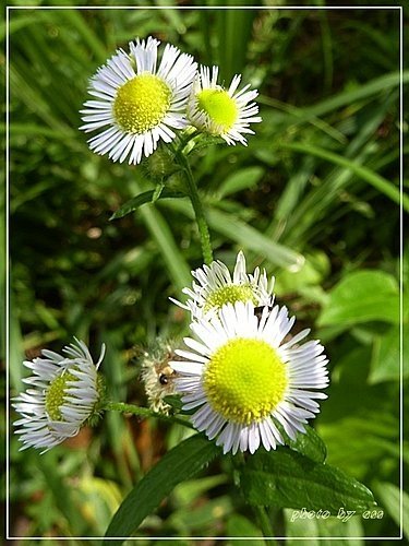菊科-白頂飛蓬(一年蓬)04.jpg