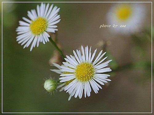 菊科-白頂飛蓬(一年蓬)01.jpg