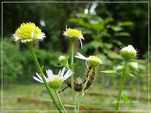 菊科-白頂飛蓬(一年蓬)09.jpg