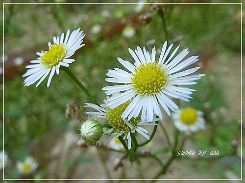 菊科-白頂飛蓬(一年蓬)08.jpg