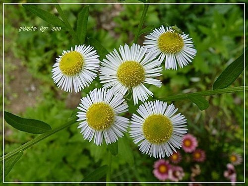 菊科-白頂飛蓬(一年蓬)07.jpg