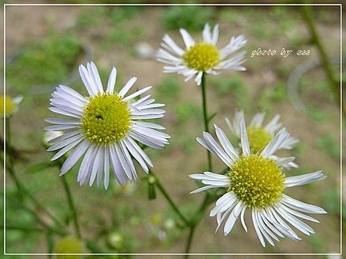 菊科-白頂飛蓬(一年蓬)10.jpg