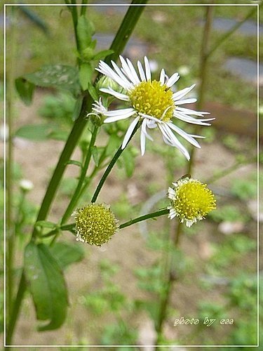 菊科-白頂飛蓬(一年蓬)12.jpg