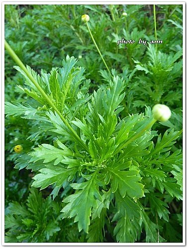 菊科-情人菊02.jpg