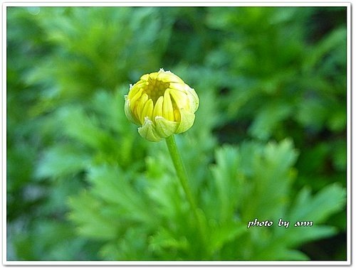 菊科-情人菊03.jpg