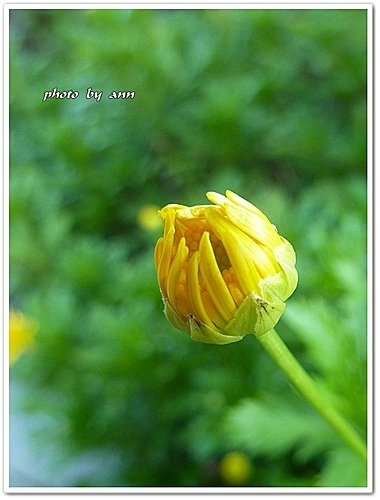 菊科-情人菊04.jpg