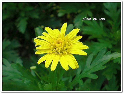 菊科-情人菊06.jpg