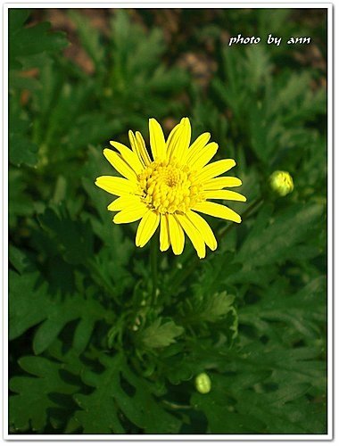 菊科-情人菊05.jpg