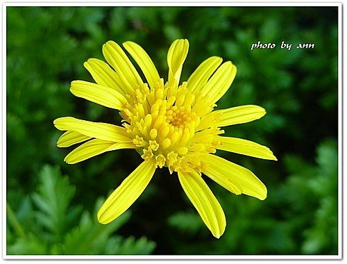 菊科-情人菊07.jpg