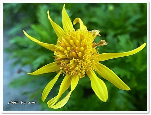 菊科-情人菊08.jpg