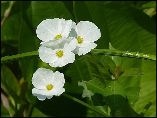 澤潟科-象耳澤潟05.jpg