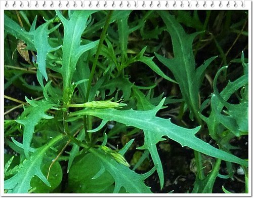 山梗菜科-流星花%26;不知名小花02.jpg