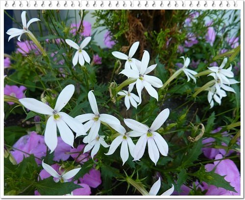 山梗菜科-流星花%26;不知名小花05.jpg