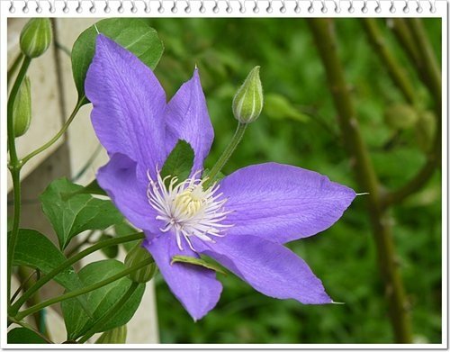 毛茛科-鐵線蓮04.jpg