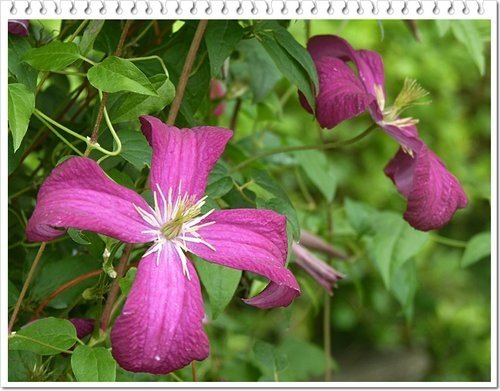毛茛科-鐵線蓮06.jpg