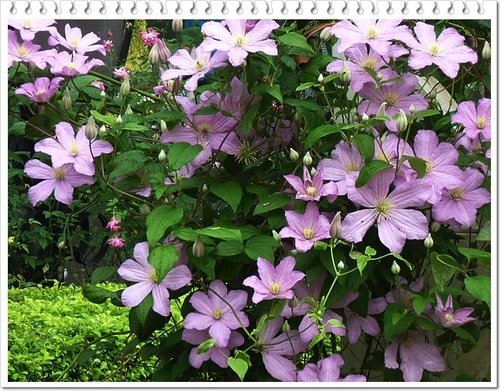 毛茛科-鐵線蓮03.jpg