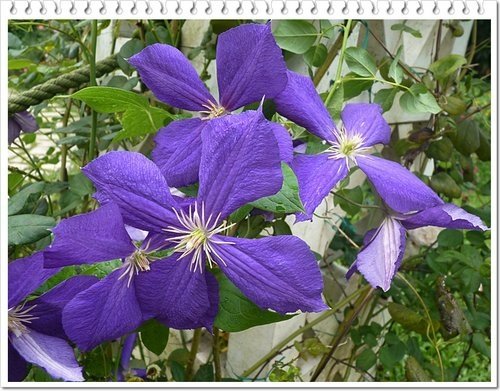毛茛科-鐵線蓮11.jpg