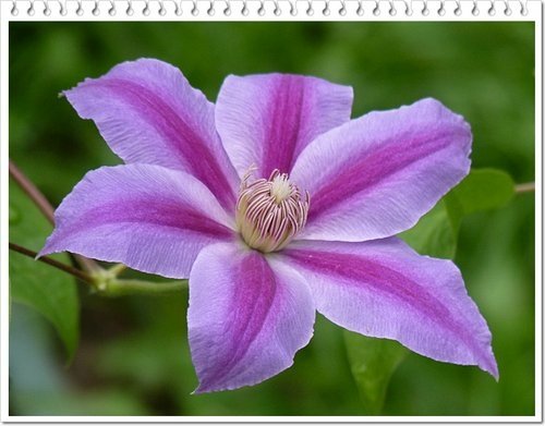 毛茛科-鐵線蓮13.jpg