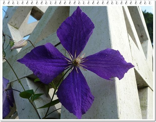 毛茛科-鐵線蓮19.jpg