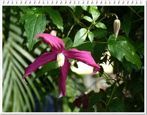 毛茛科-鐵線蓮24.jpg
