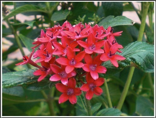 茜草科-繁星花05.jpg