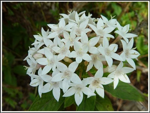茜草科-繁星花07.jpg