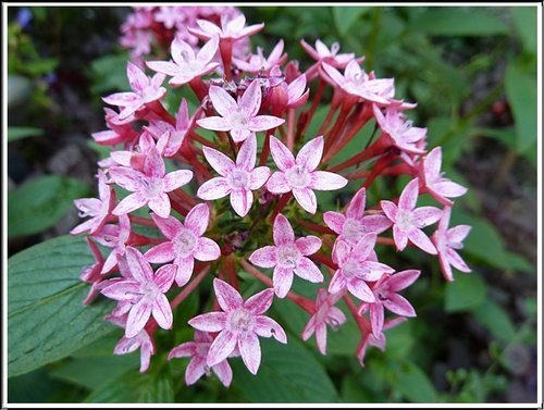 茜草科-繁星花10.jpg