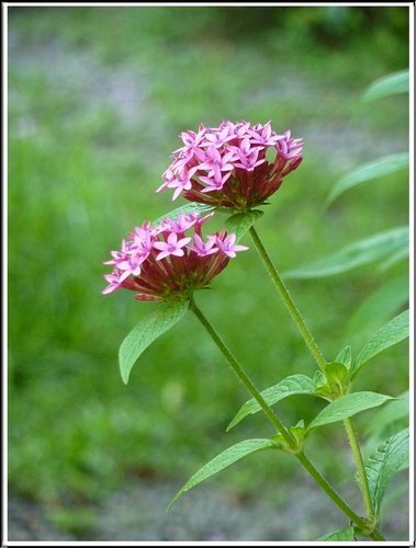 茜草科-繁星花12.jpg