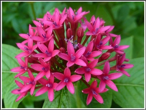 茜草科-繁星花13.jpg