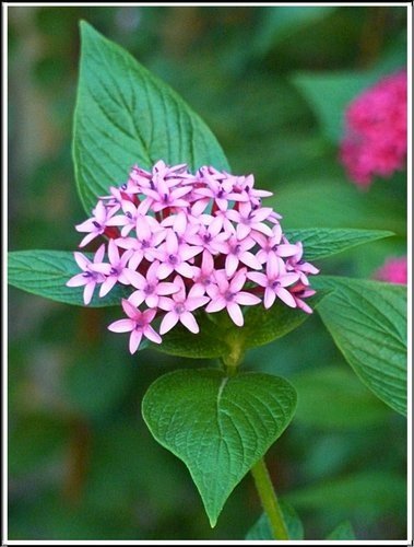茜草科-繁星花14.jpg