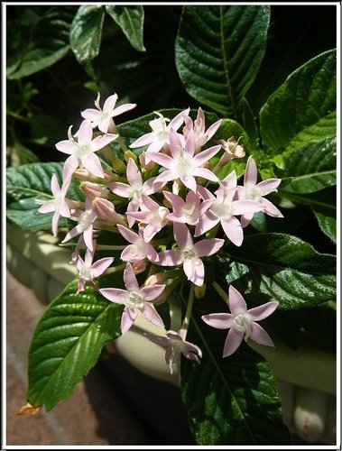 茜草科-繁星花17.jpg