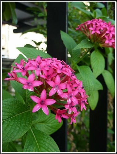 茜草科-繁星花18.jpg