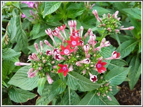 茜草科-繁星花19.jpg