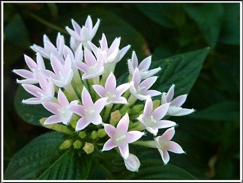 茜草科-繁星花21.jpg