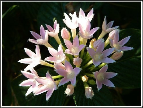 茜草科-繁星花22.jpg