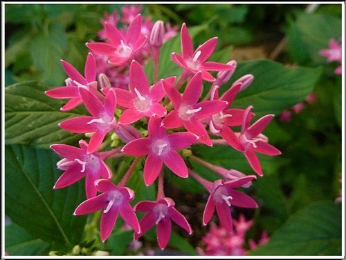 茜草科-繁星花23.jpg