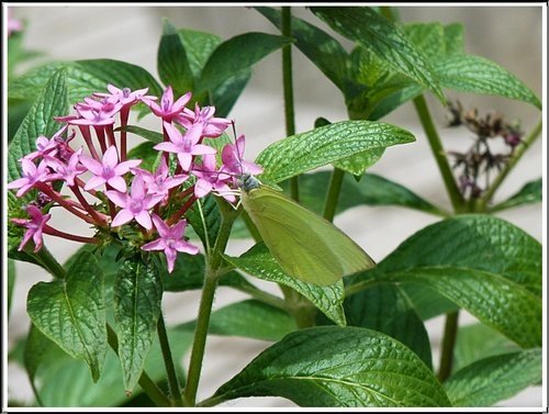 茜草科-繁星花26.jpg