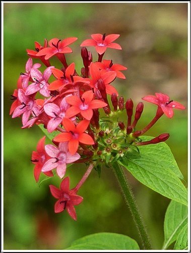 茜草科-繁星花27.jpg