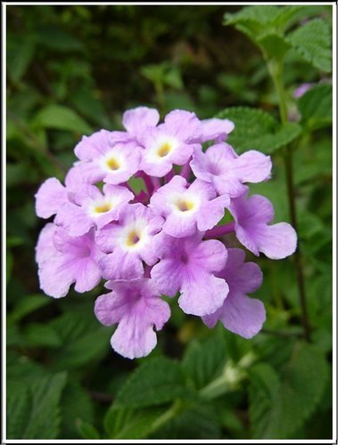 馬鞭草科-小葉馬纓丹%26;黃花馬纓丹06.jpg