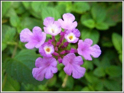 馬鞭草科-小葉馬纓丹%26;黃花馬纓丹04.jpg